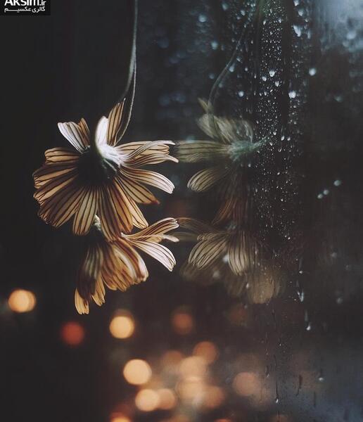 عکس نوشته رفت بدون خداحافظی