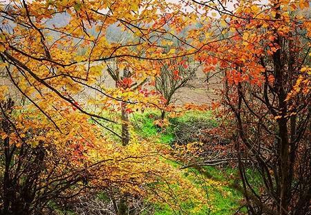 عکس ویلاهای جنگلی
