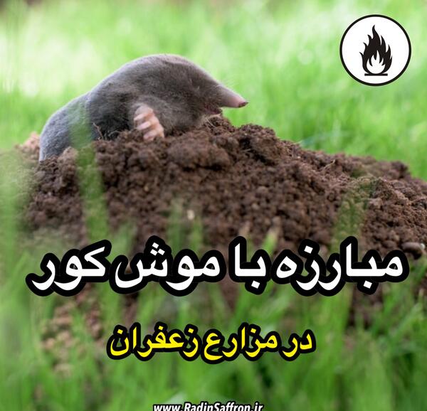 عکس لانه موش کور