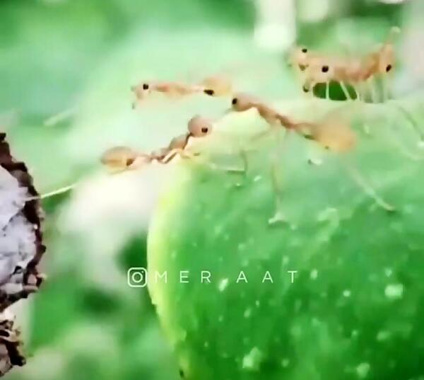 عکس نوشته در رفاقت رسم ماجان دادن است