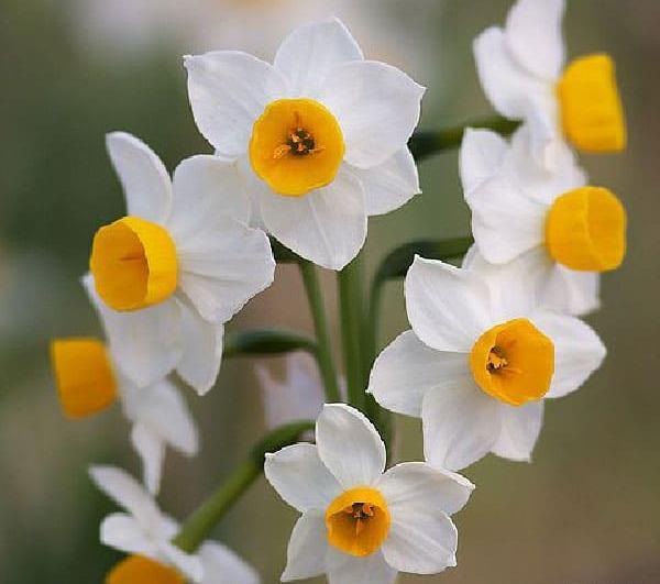 عکس گل نرگس رنگی