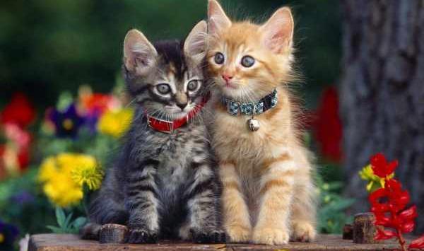 عکس گربه های بامزه برای پروفایل
