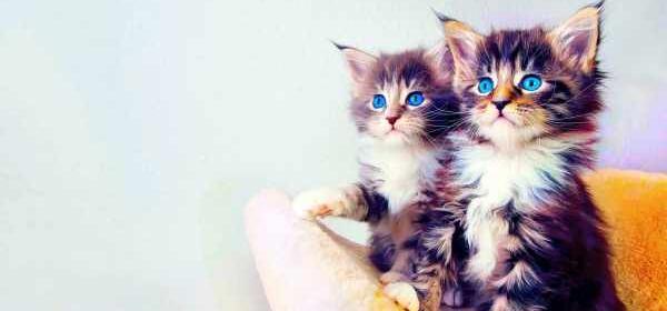 عکس گربه های بامزه برای پروفایل