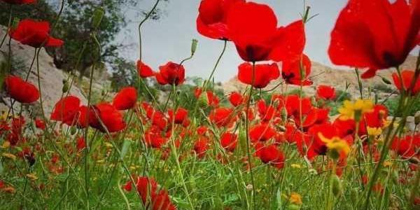 عکس نوشته صلوات فتح