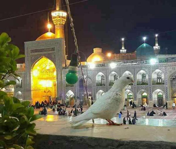 عکس نوشته در مورد شهادت امام رضا علیه السلام