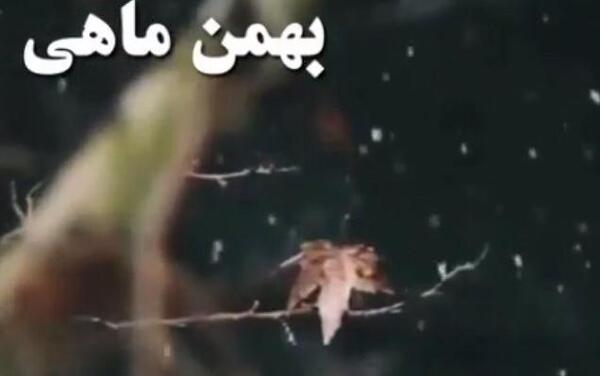 عکس زیبای تولد بهمن ماهی