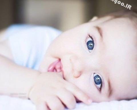 عکس سگ بامزه و کوچولو