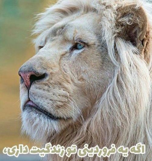 عکس درمورد فروردین ماهی ها