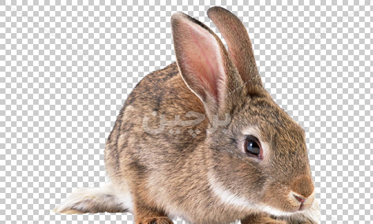 عکس خرگوش قهوی