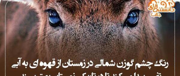 عکس نوشته های جالب و آیا میدانید