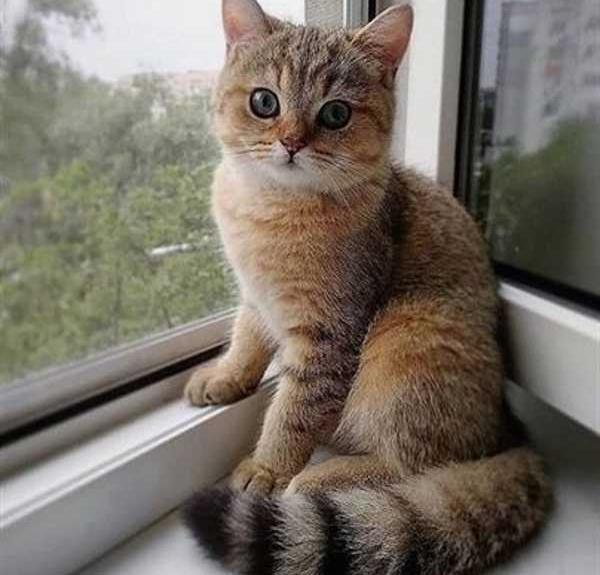 عکس گربه کوچولوی بامزه