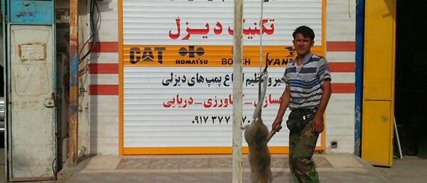 عکس موش گوشتخوار