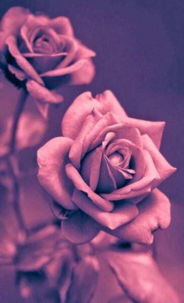 عکس نوشته دخترانه صورتی