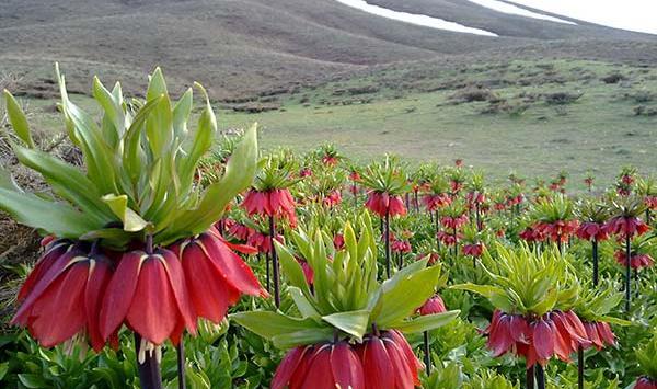 عکس گل و طبیعت ایران