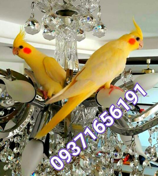 عکس عروس هلندی لوتینو برای پروفایل