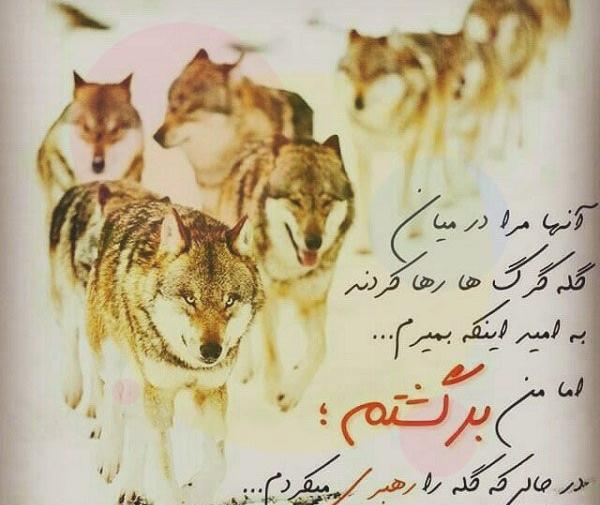 عکس نوشته باید گرگ باشی