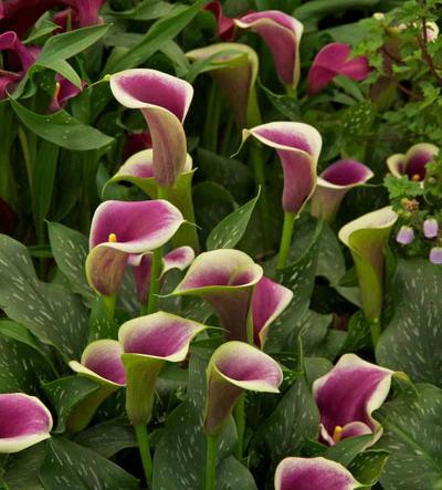 عکس گل جهنمی