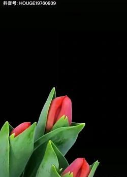 عکس گل جهنمی