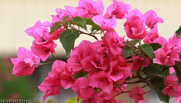 عکس گل جهنمی