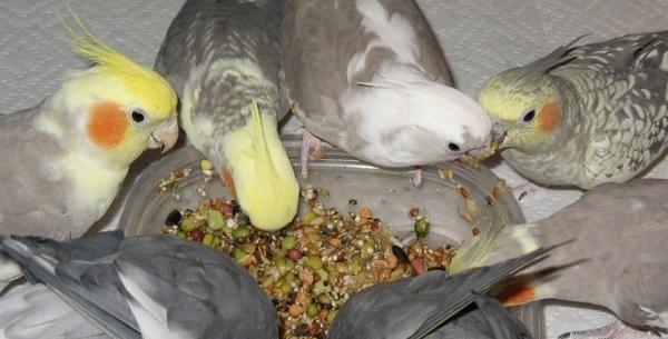 عکس جوجه عروس هلندی یک ماهه