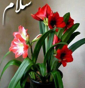 عکس نوشته کلمه سلام