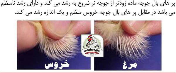 عکس جوجه مرغ عشق یک ماهه