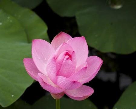 عکس طبیعت گل نیلوفر