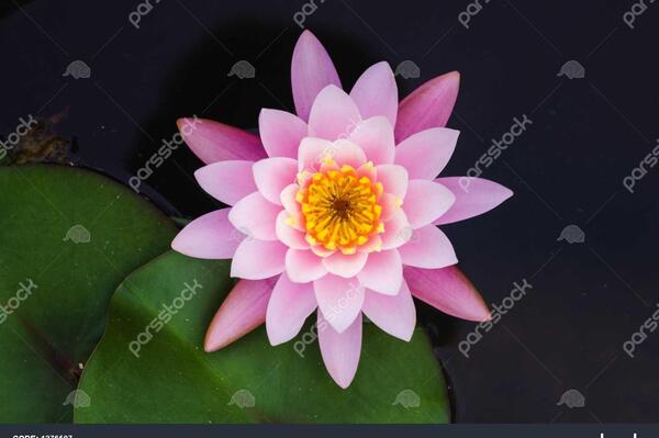 عکس طبیعت گل نیلوفر