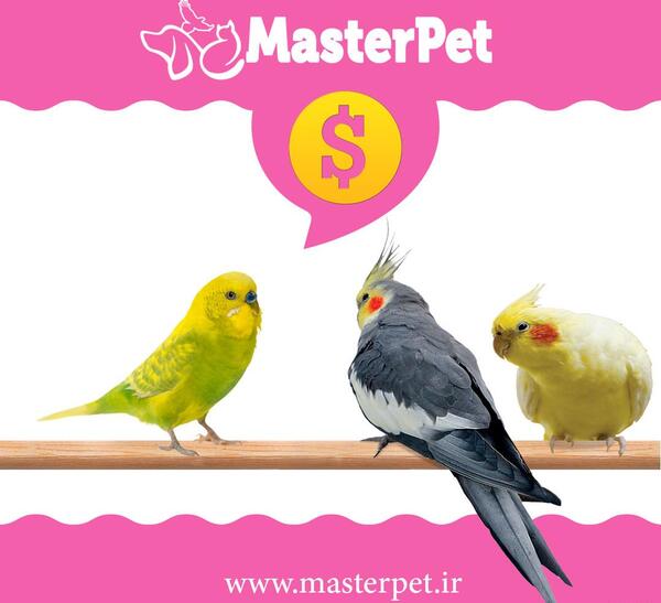 عکس عروس هلندی با مرغ عشق