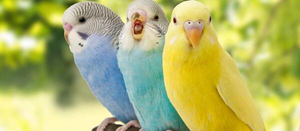 عکس عروس هلندی با مرغ عشق