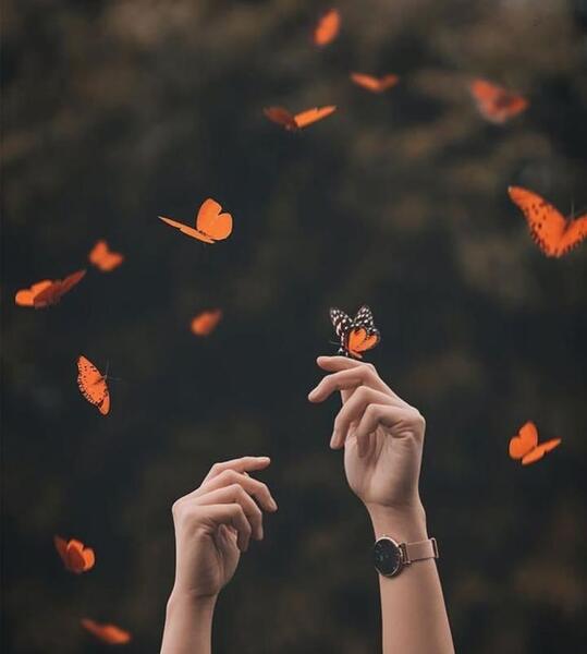 عکس زیبا برای پروفایل پروانه