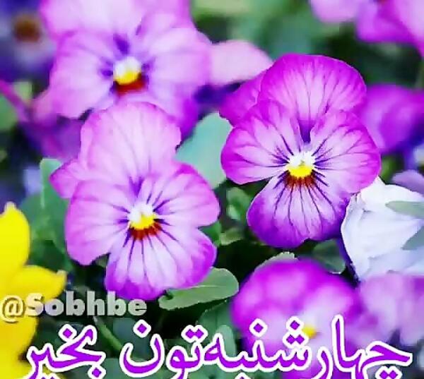 عکس نوشته سلام صبح چهارشنبه تون بخیر