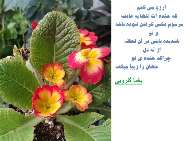 عکس نوشته خدایا شکرت بخاطر نگاه پرمهرت