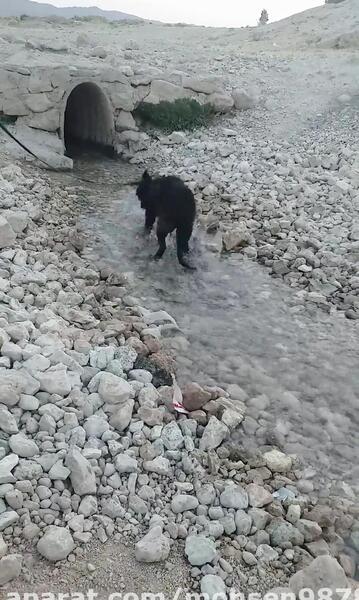 عکس سگ ژرمن کوپر