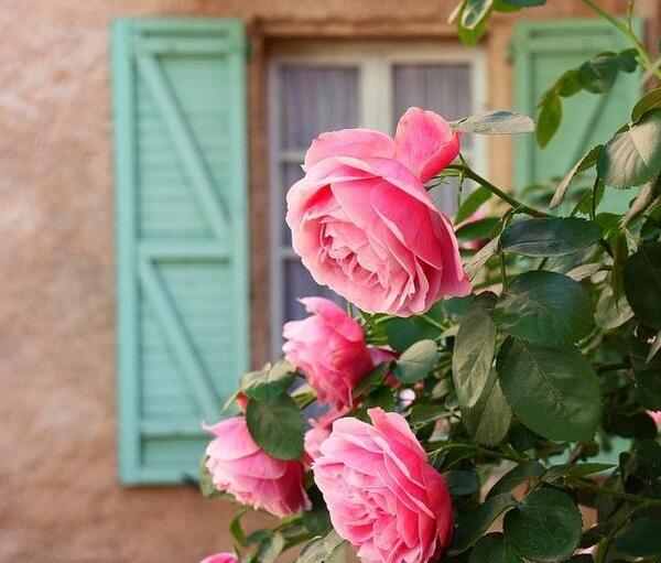 عکس نوشته پروفایل گل و گیاه