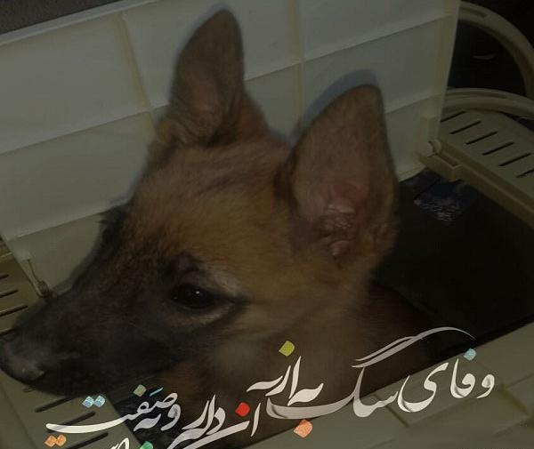 عکس نوشته رفاقت سگ