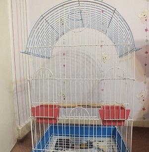 عکس عروس هلندی در قفس