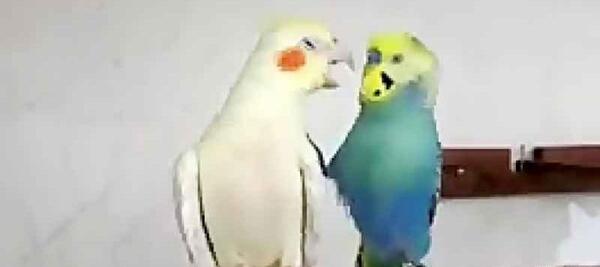 عکس مرغ عشق با عروس هلندی
