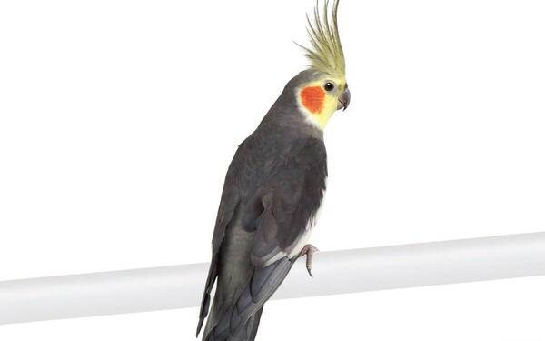 عکس عروس هلندی کاکاتیل