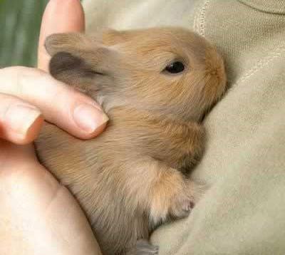 عکس خرگوش تو خونه