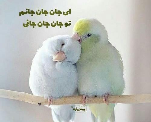 عکس نوشته ای جان جان جانم تو جان جان جانی