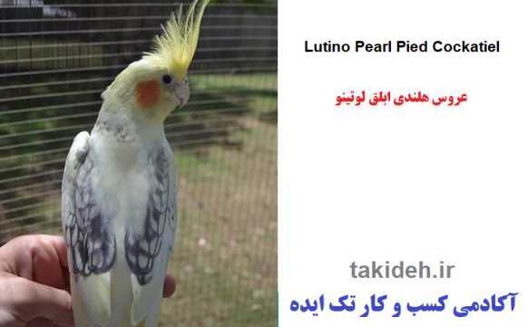 عکس عروس هلندی ابلق
