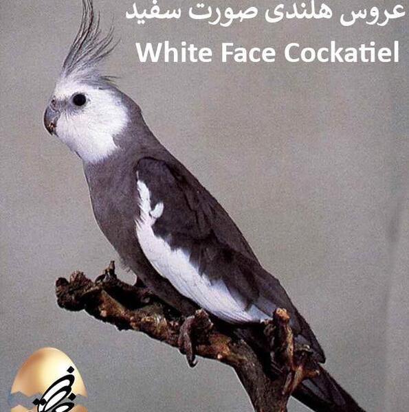عکس عروس هلندی ابلق