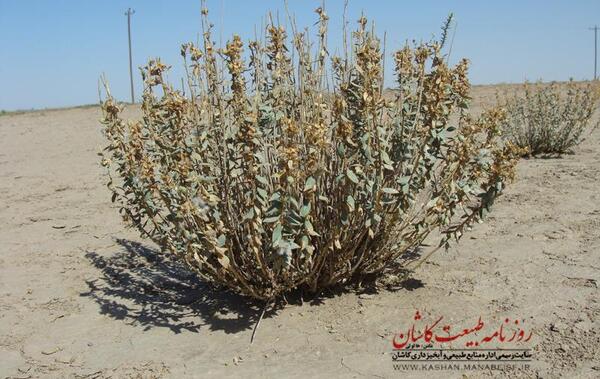 عکس گیاهان کویری