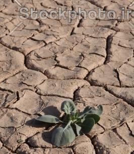 عکس گیاهان کویری