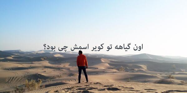 عکس گیاهان کویری