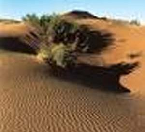 عکس گیاهان کویری