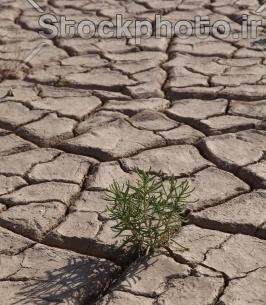 عکس گیاهان کویری
