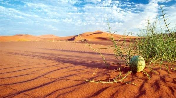 عکس گیاهان کویری