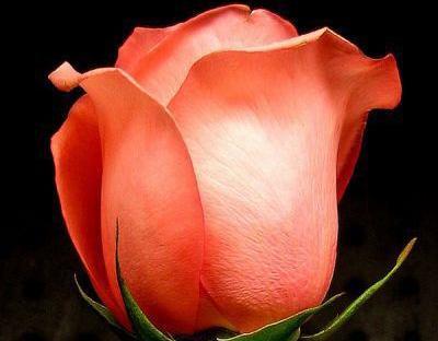 عکس گل طبیعی قشنگ